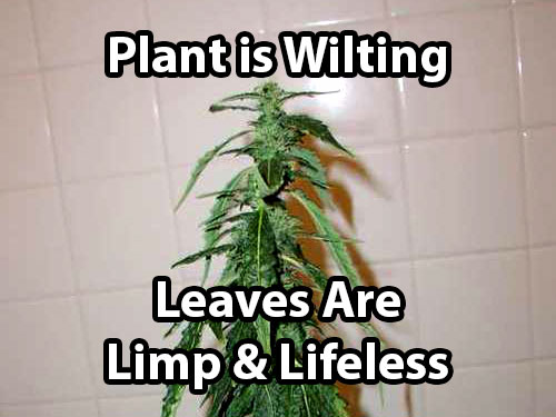 under-watering-cannabis.jpg