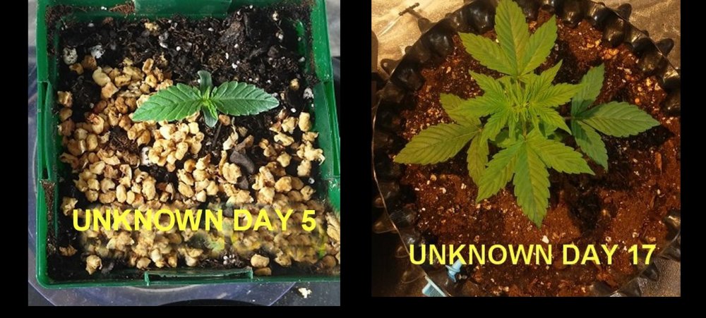 UNKNOWN DAY 5 TO 17AAA.jpg