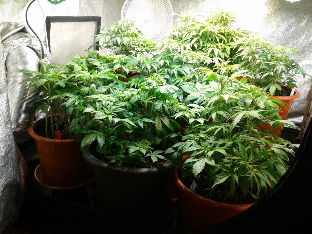 USA STRAINS new grow-veg day before flower 018.jpg