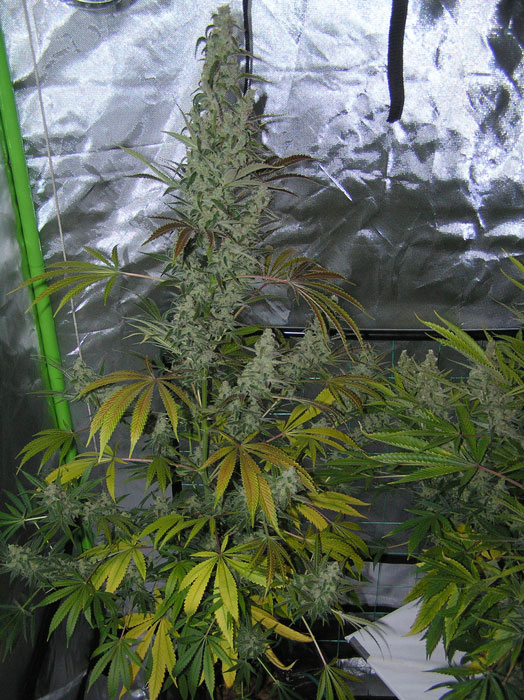 Vanilla Pines Seedtest hydro pheno 1.and 2.jpg