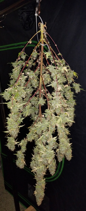 Variegated-harvest-day110.jpg