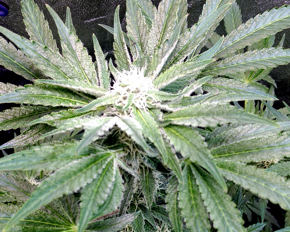 WA x Tangie bud pic1 -11-10-2020.jpg