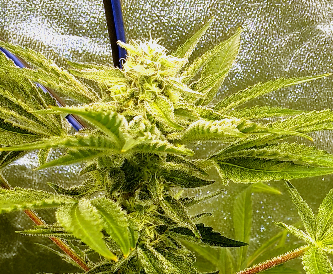 WA x Tangie bud pic1 -11-23-2020.jpg