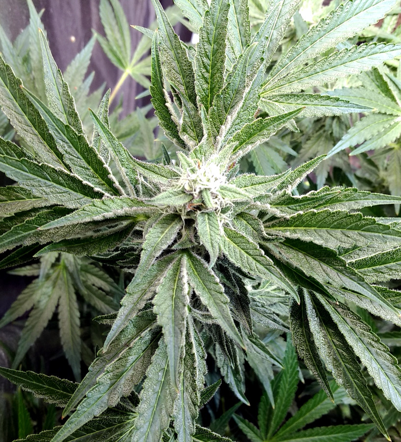 WA x Tangie pic1 -11-20-2020.jpg