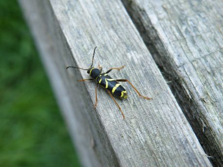 wasp beetle.jpg