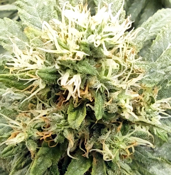 Wedding Cake Bud pic1 -6-29-2023.jpg