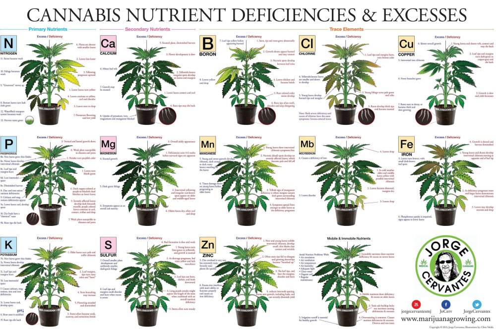 weed-nutrients.jpg