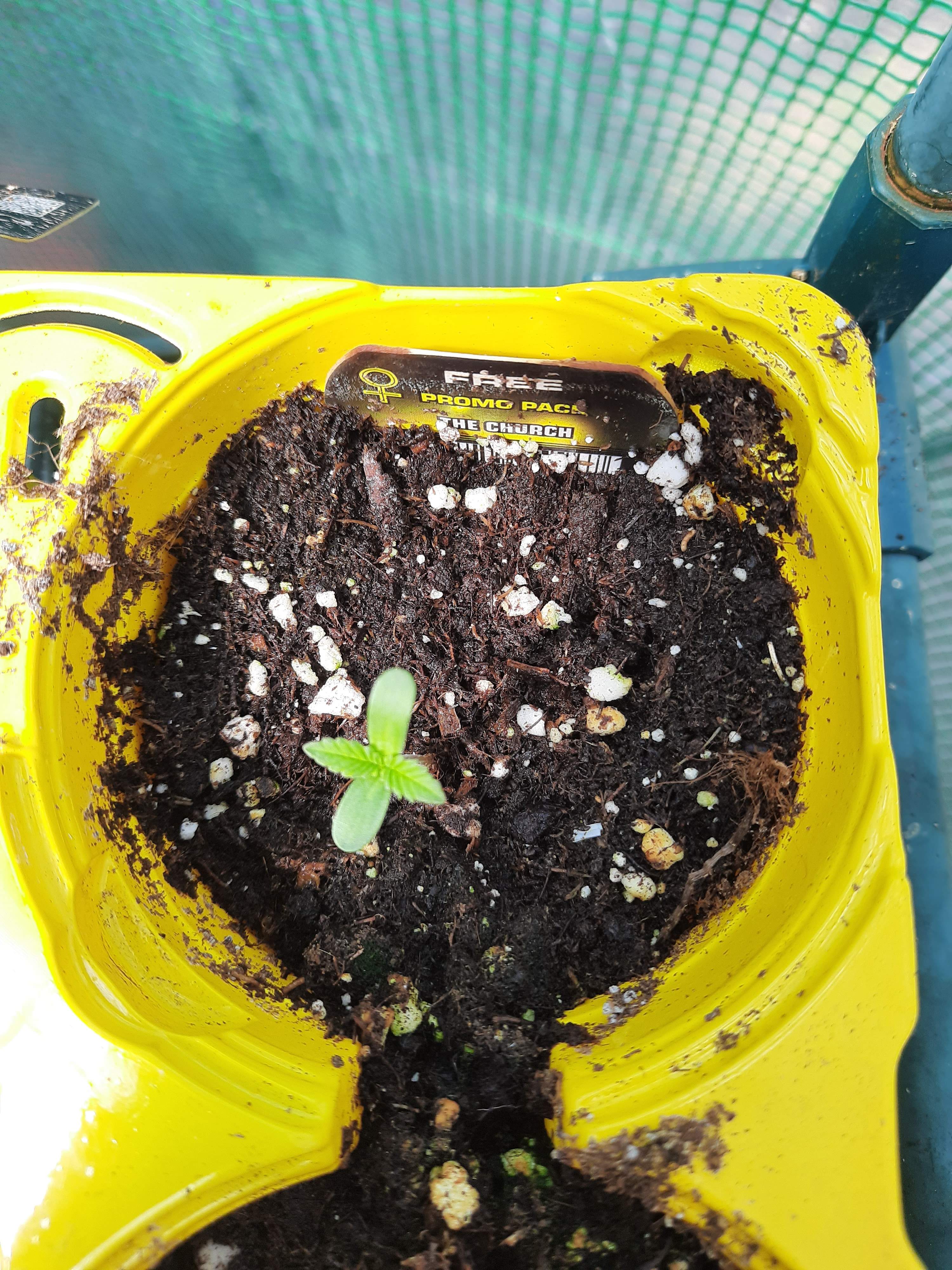 week 1 day 4 seedling.jpg