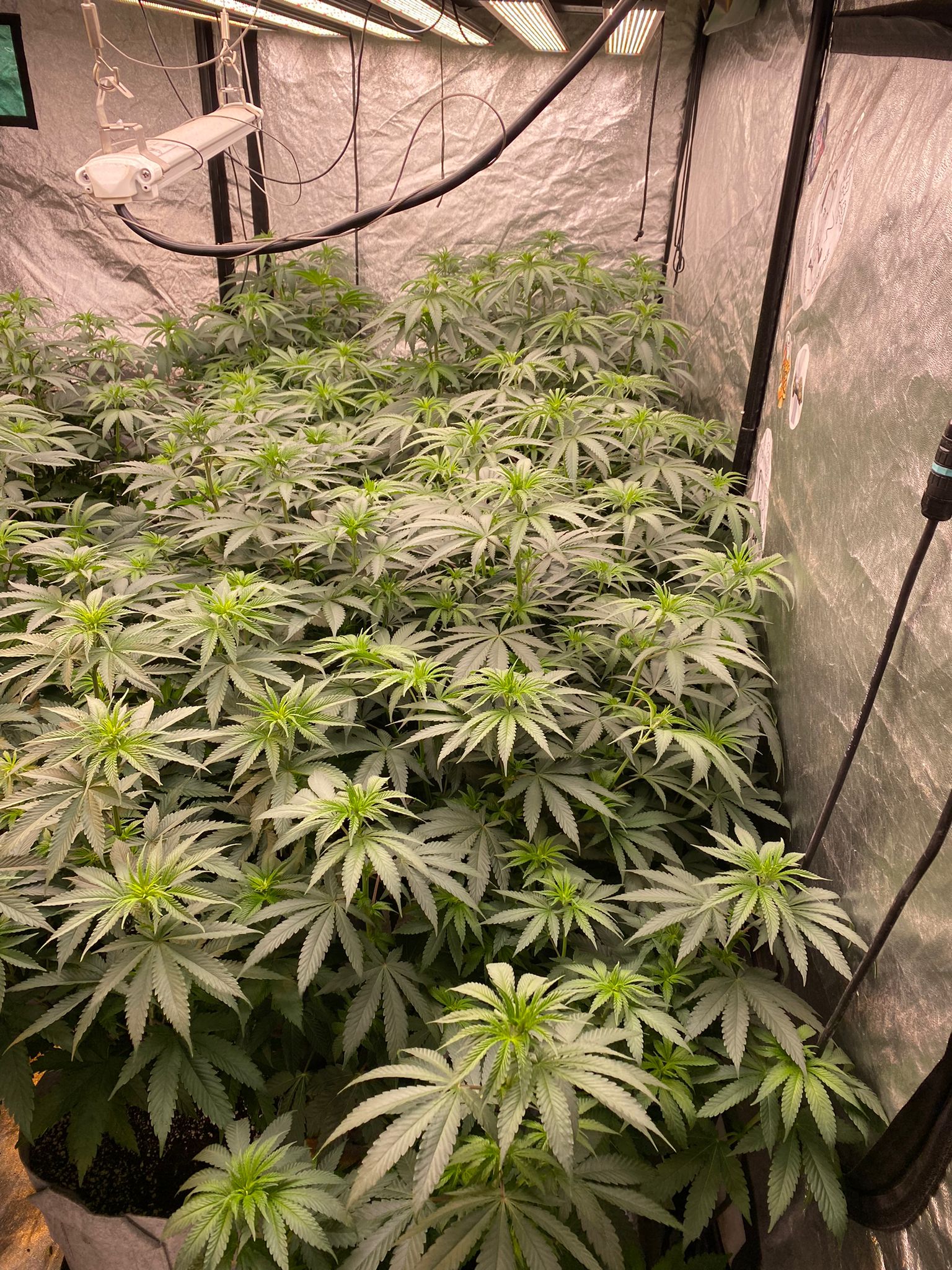 week 1 in flowering (1).jpeg