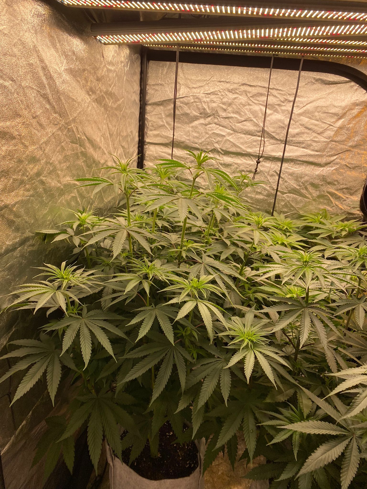 week 1 in flowering (3).jpeg