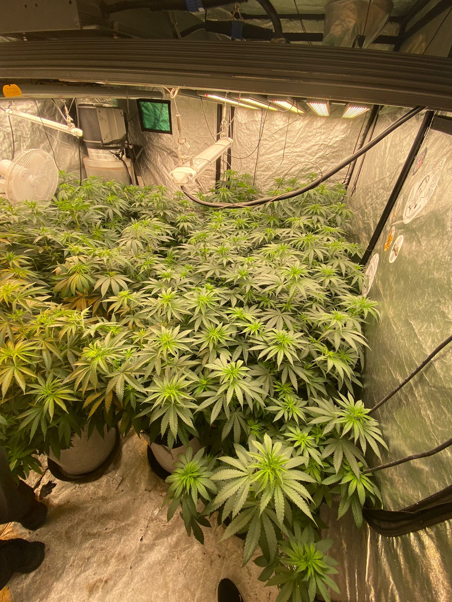 week 1 in flowering (4).jpeg