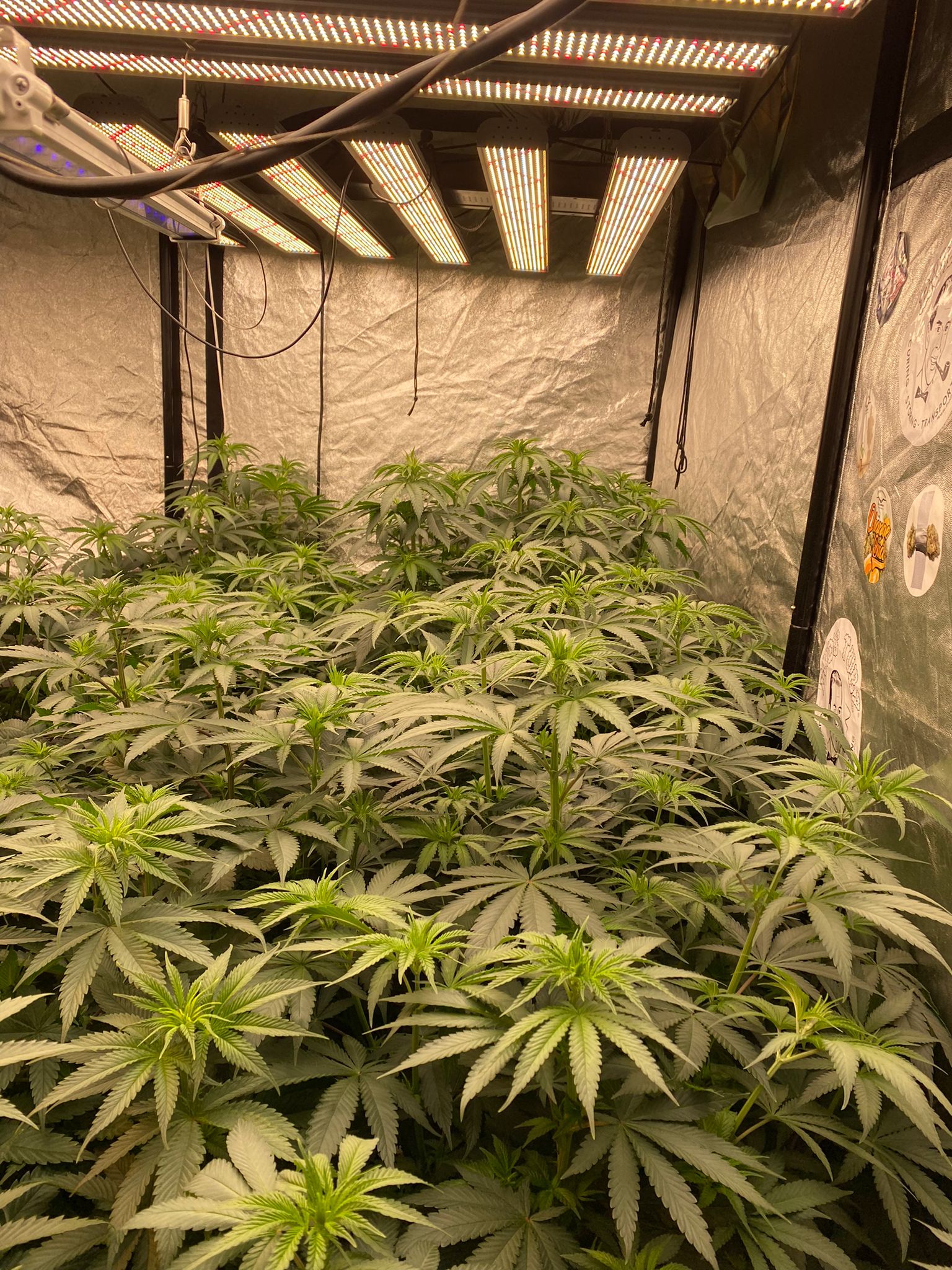 week 1 in flowering (5).jpeg