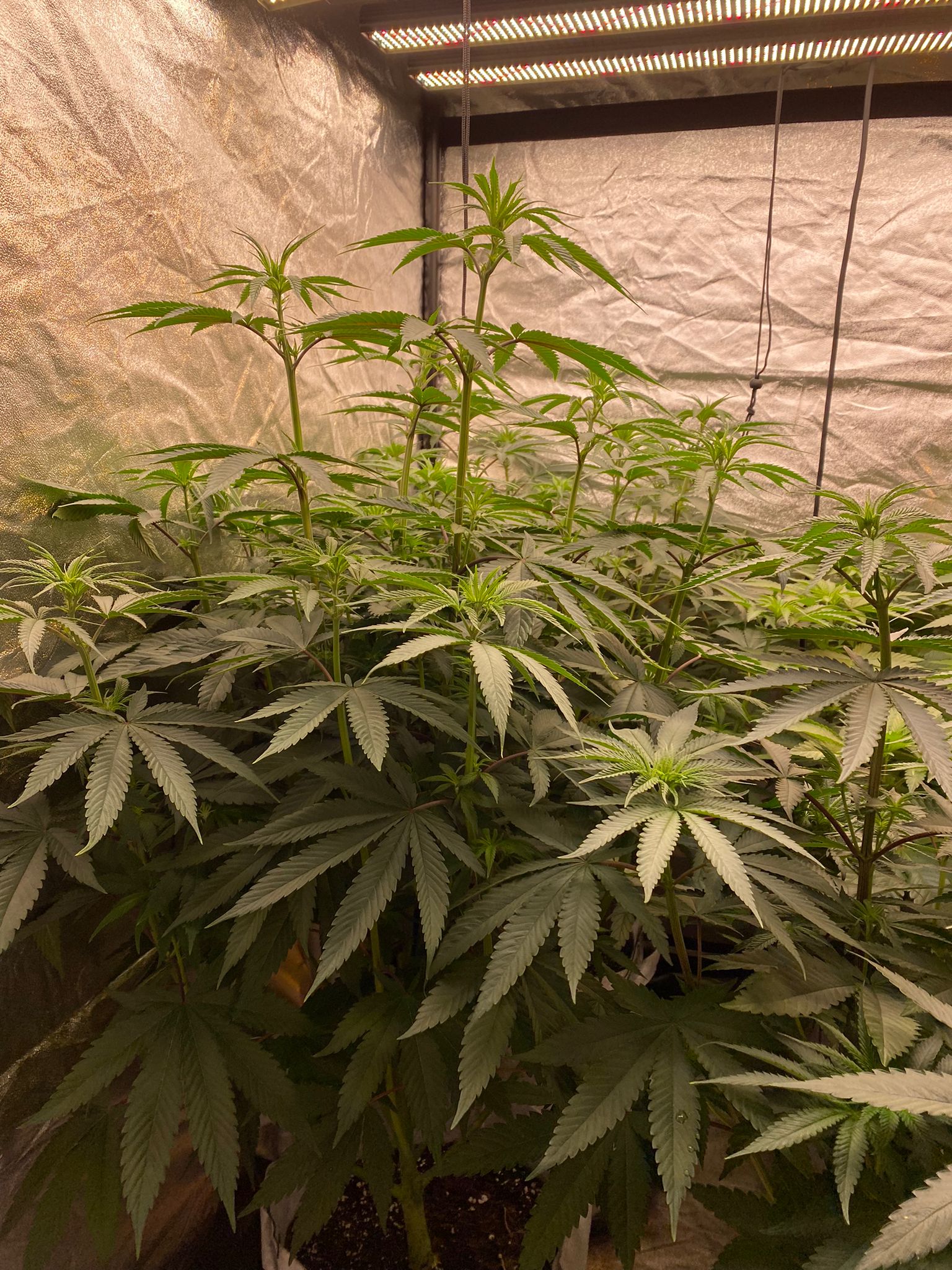 week 1 in flowering (7).jpeg