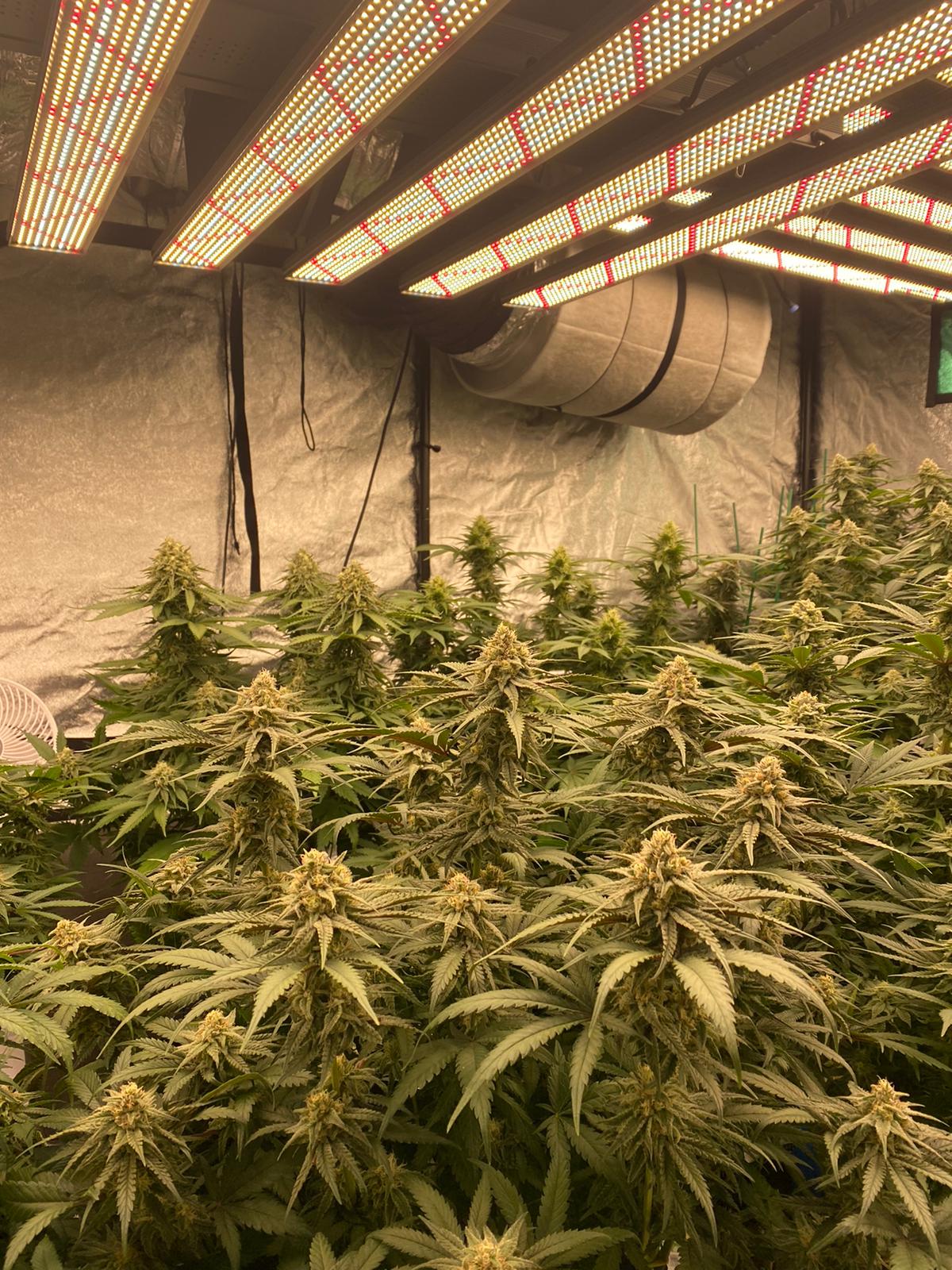 week 6 in flowering  (3).jpeg