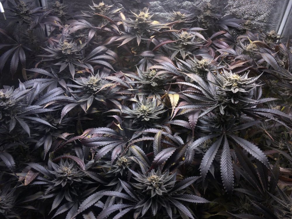 Week 8F(Mid).jpeg