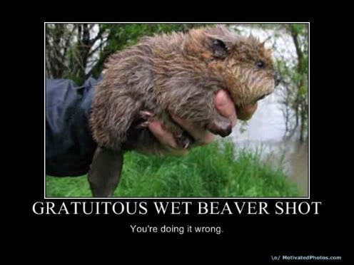 wet-beaver.jpg