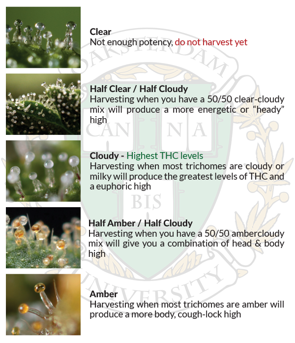 When-to-harvest-trichome-chart.png