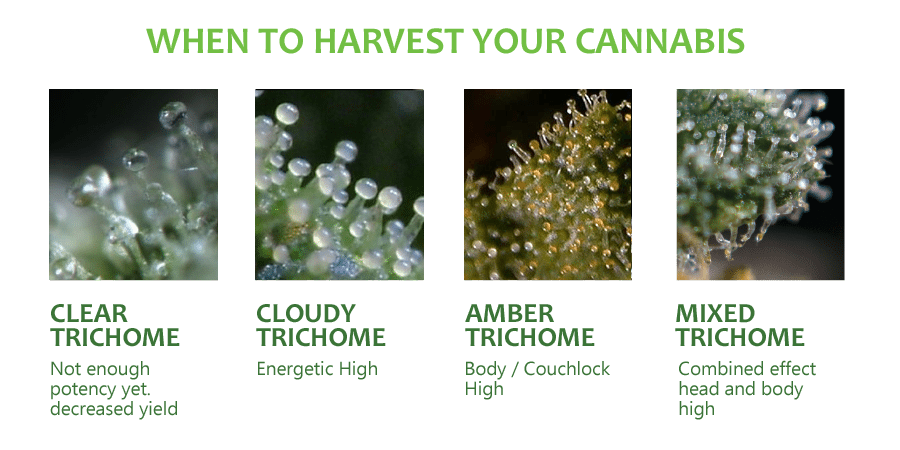 when_to_harvest_cannabis.png