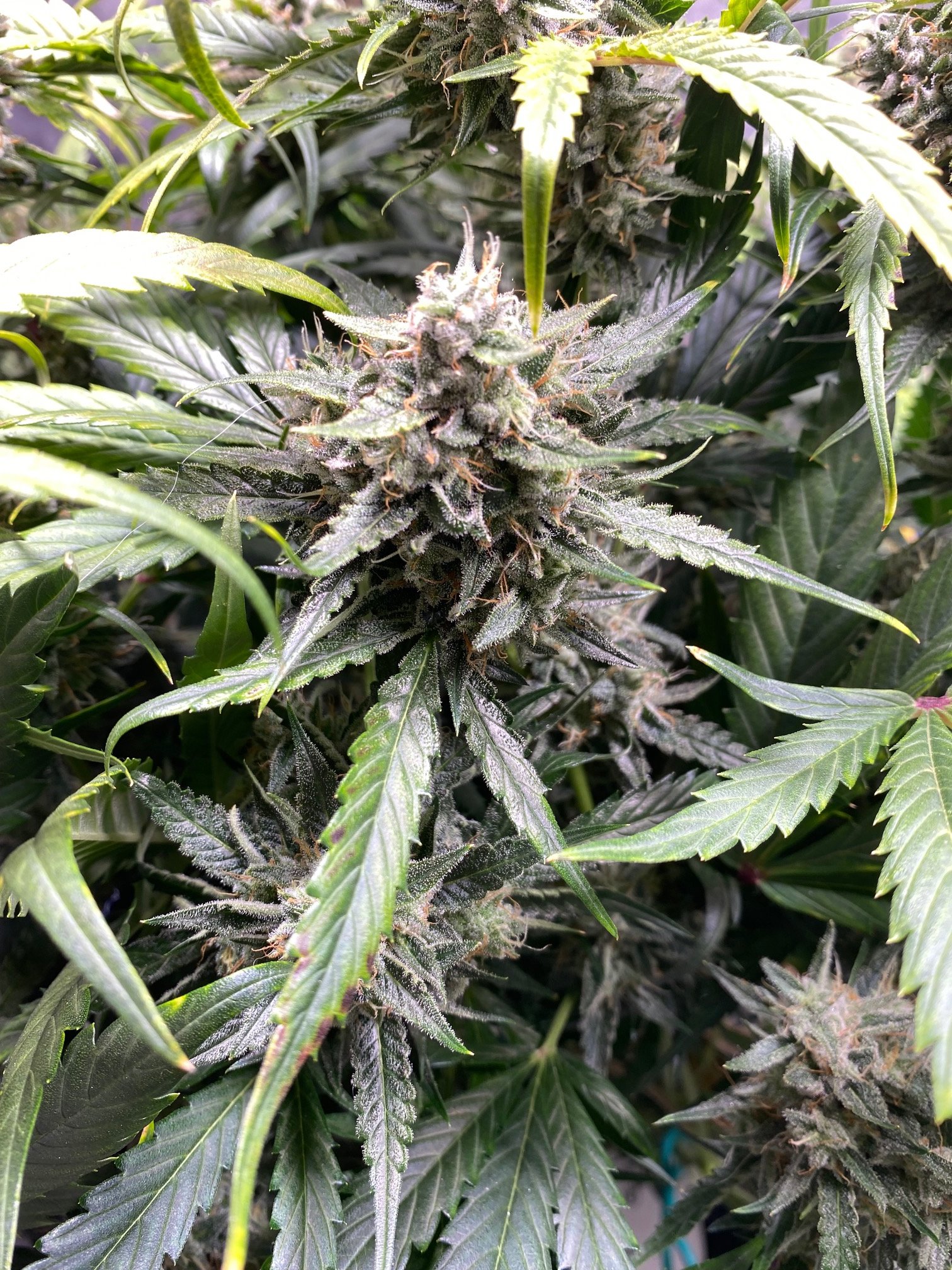 Whiskey Zulu - Day 67 (2).jpg