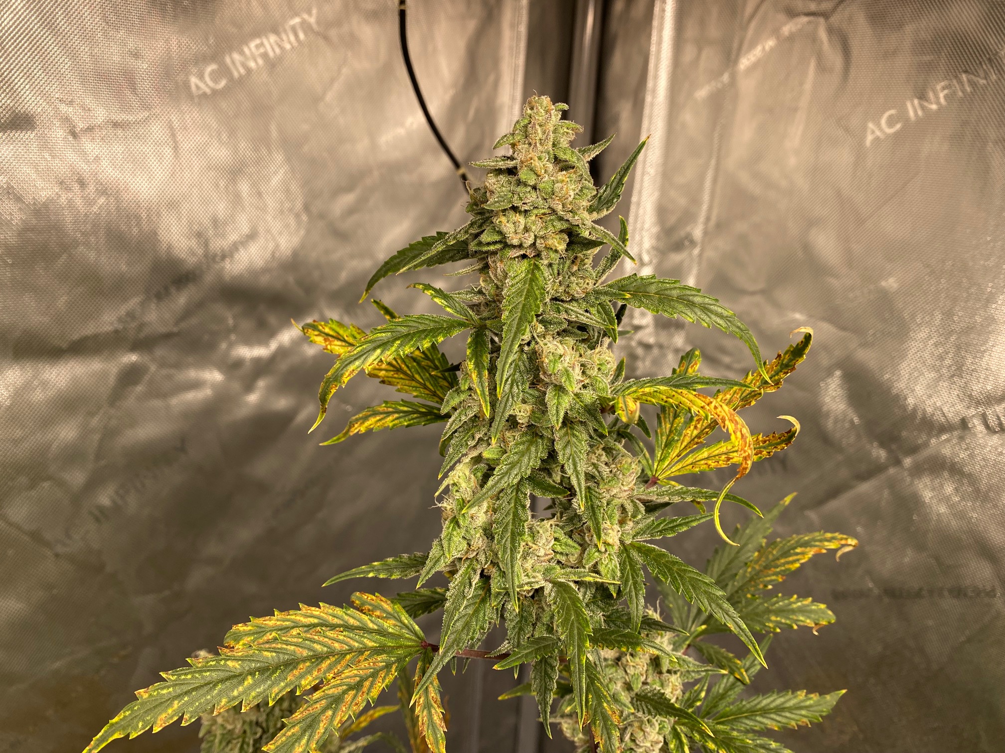 Whiskey Zulu - Day 72 (3).jpg