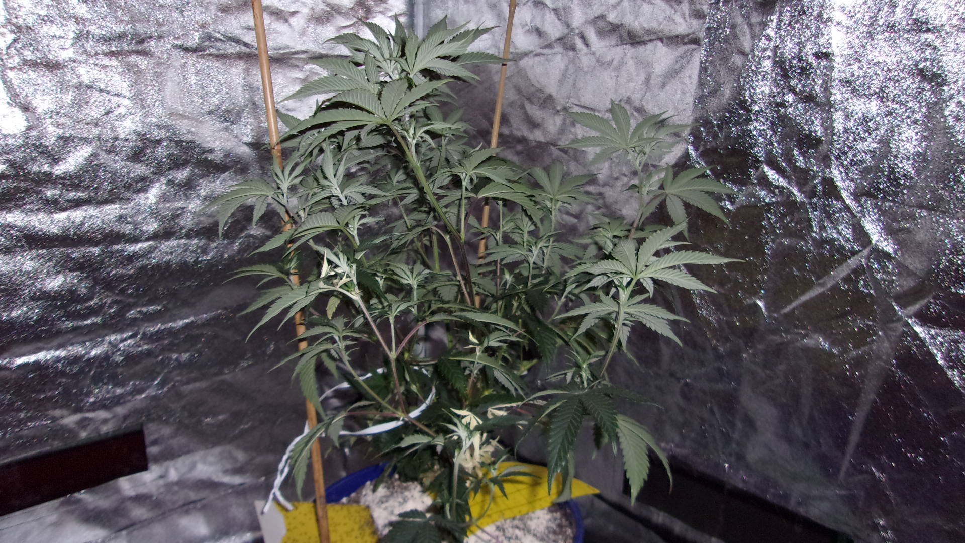 White Black Domina clone.JPG