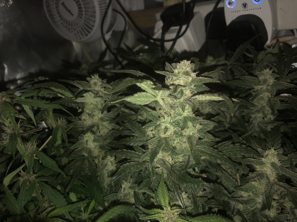 white crack bud day 55.JPG