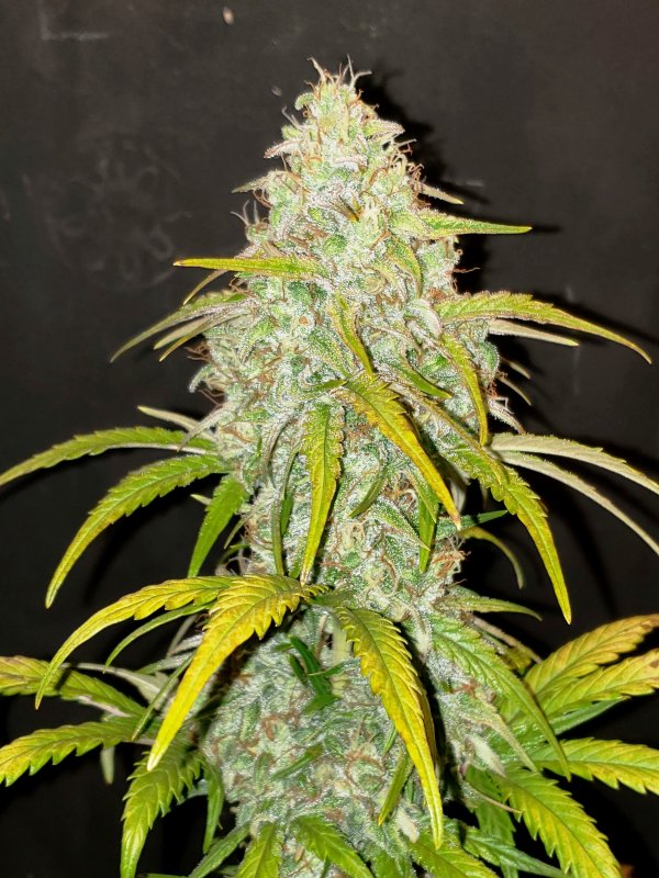 White Crack - Day 55 - (2).jpg