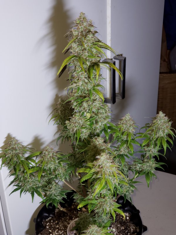 White Crack - Day 65 - (2).jpg