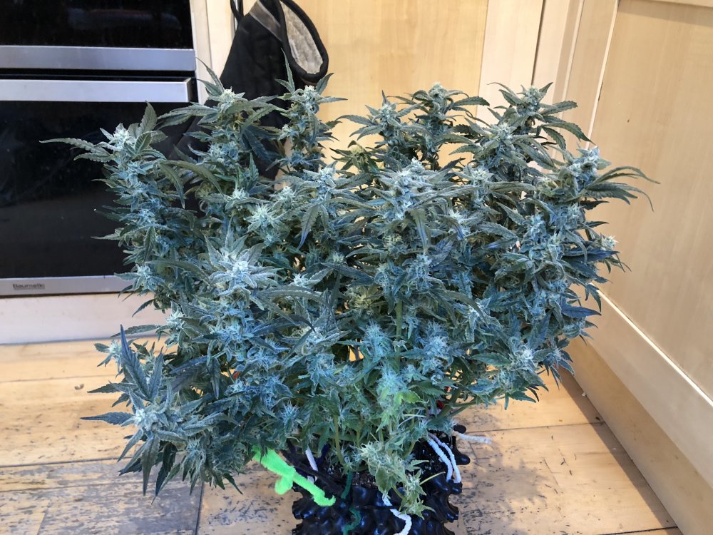 white crack side shot day 59.JPG