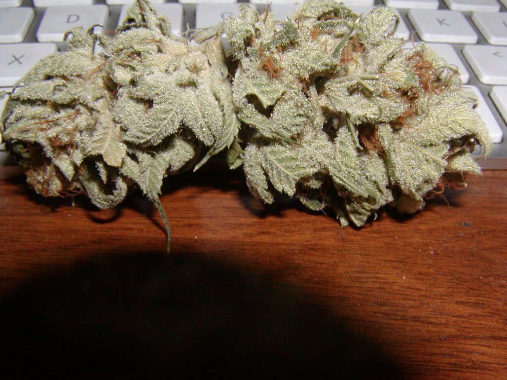 White Kush led 18.JPG