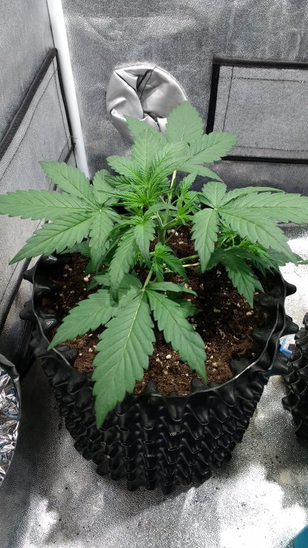 White´n Bubbly Day 17.jpg