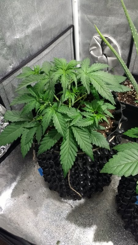 White´n Bubbly Day 19 (1).jpg