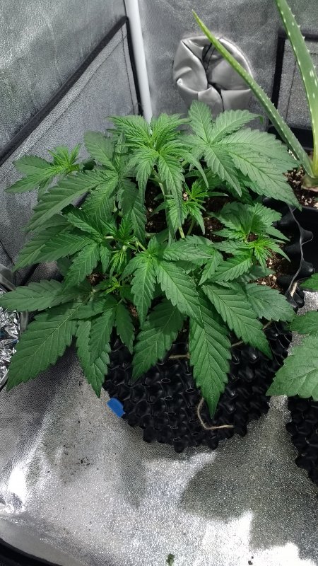 White´n Bubbly Day 19 (2).jpg