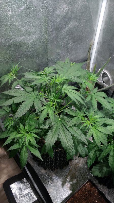 White´n Bubbly Day 24.jpg