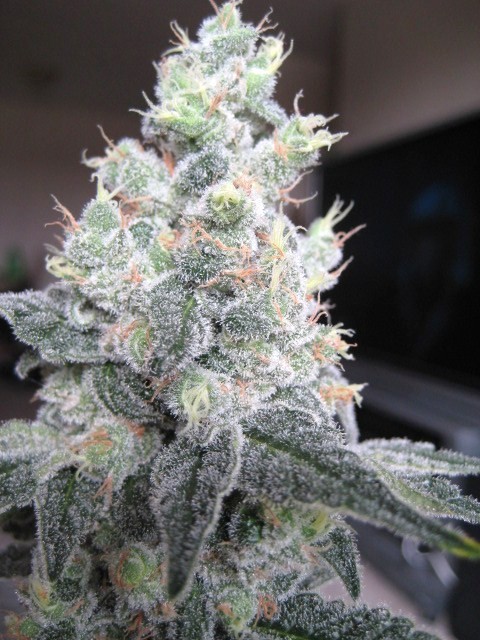 white-rhino-marijuana-strain-21.jpg