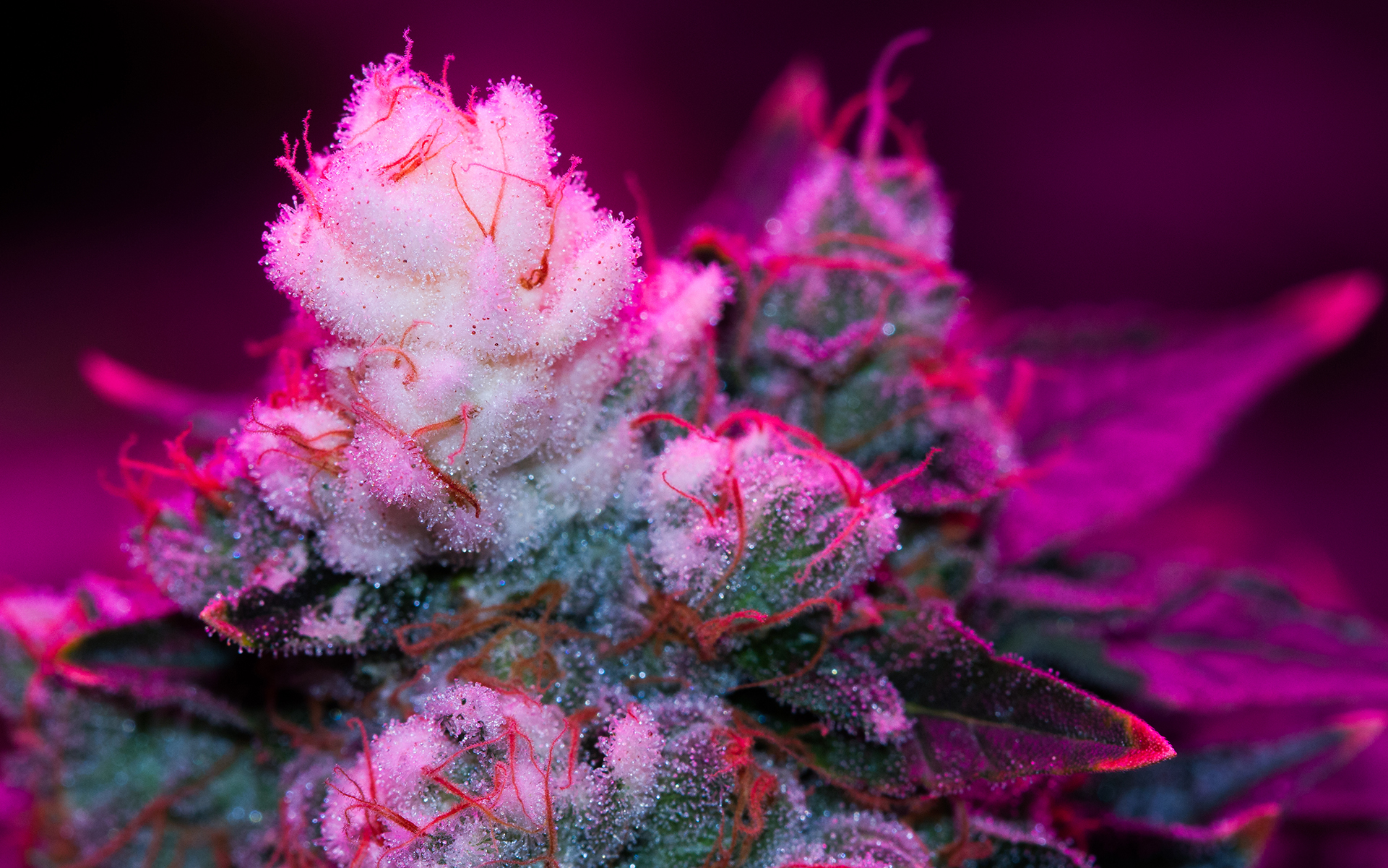 white-tips-cannabis-header.jpg