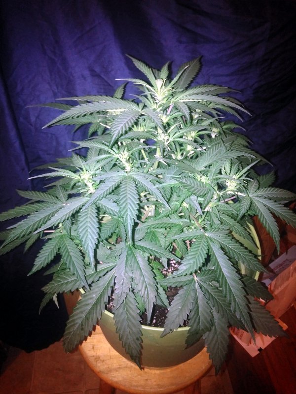 white widow PP1].jpg