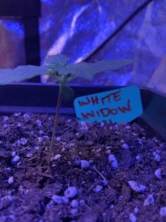 White Widow Side View 7-2.jpg