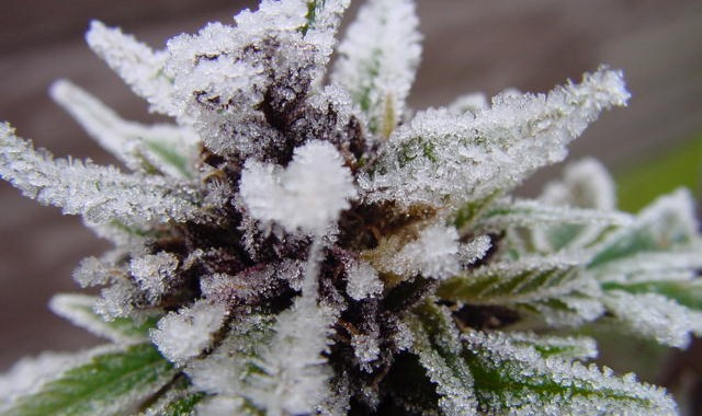 White-Widow-Weed-Plant-Macro.jpg