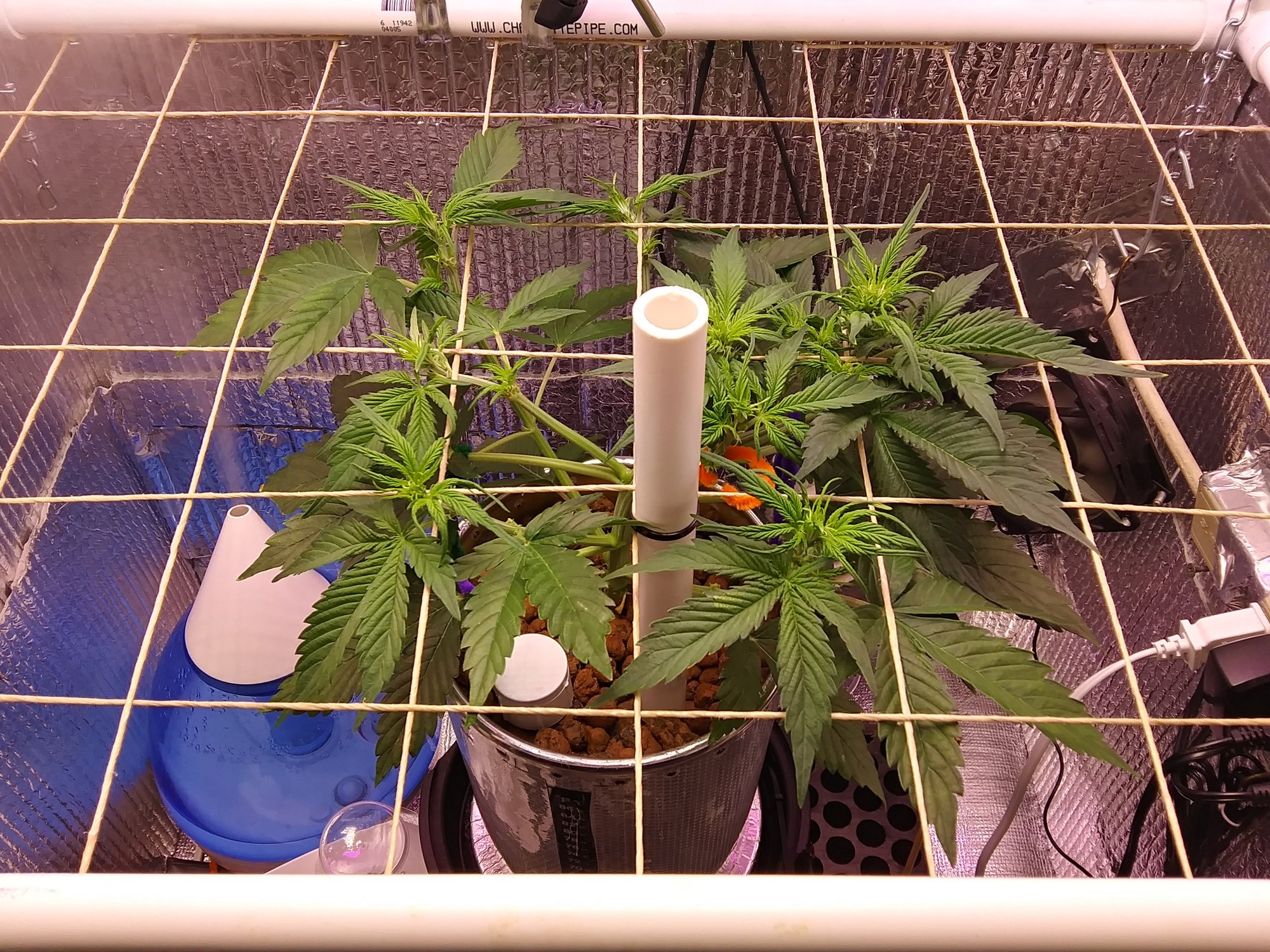 White Widow XXL 4-17-20 Day 31 (4).jpg