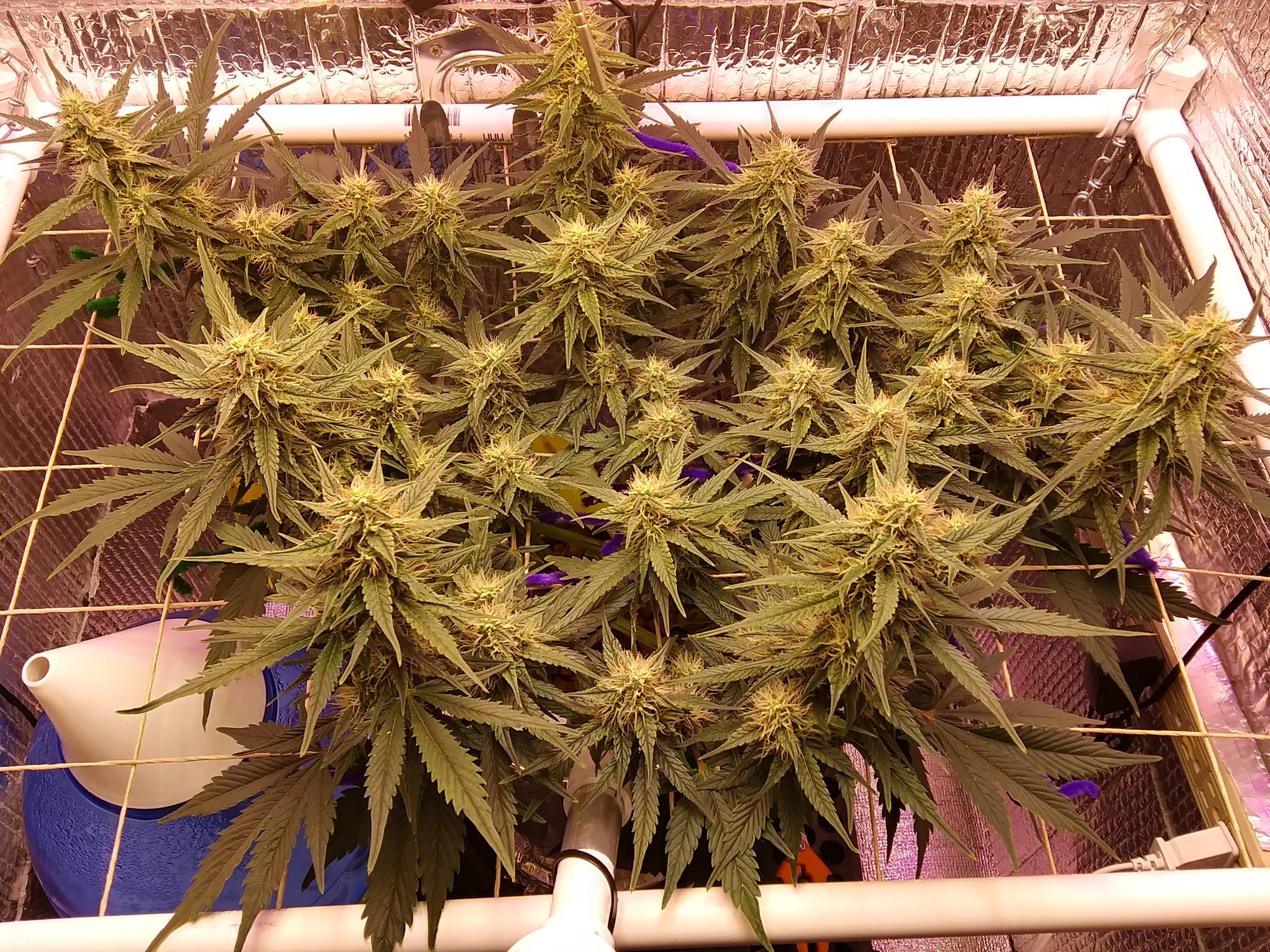 White Widow XXL 5-11-20 Day 55 (2).jpg