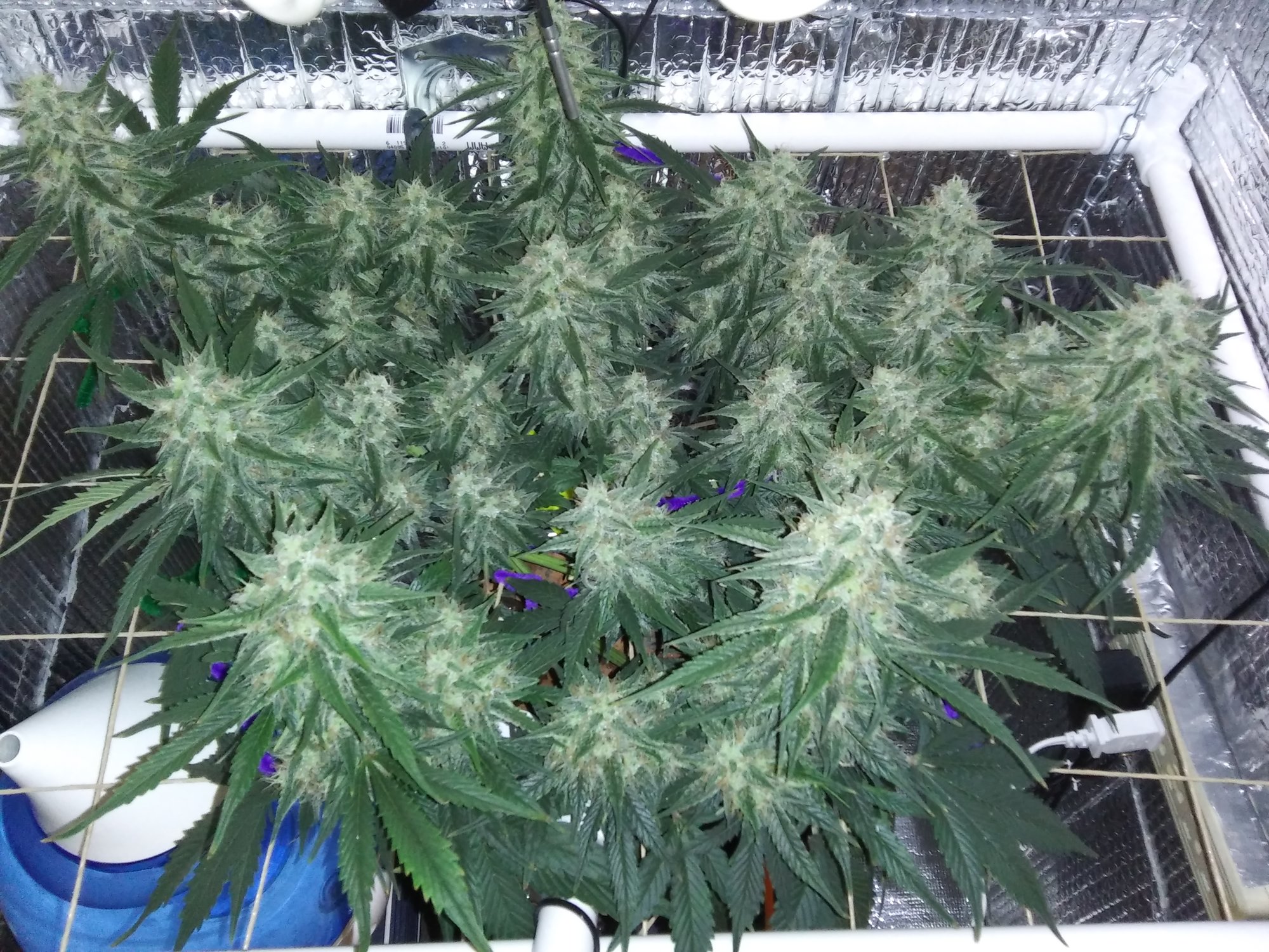 White Widow XXL 5-20-20 Day 64 (10).jpg