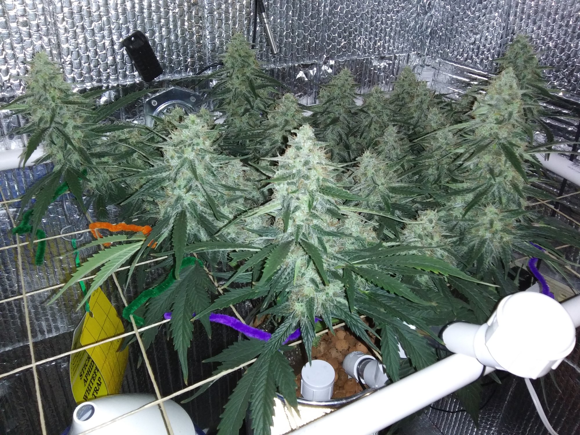 White Widow XXL 5-20-20 Day 64 (11).jpg