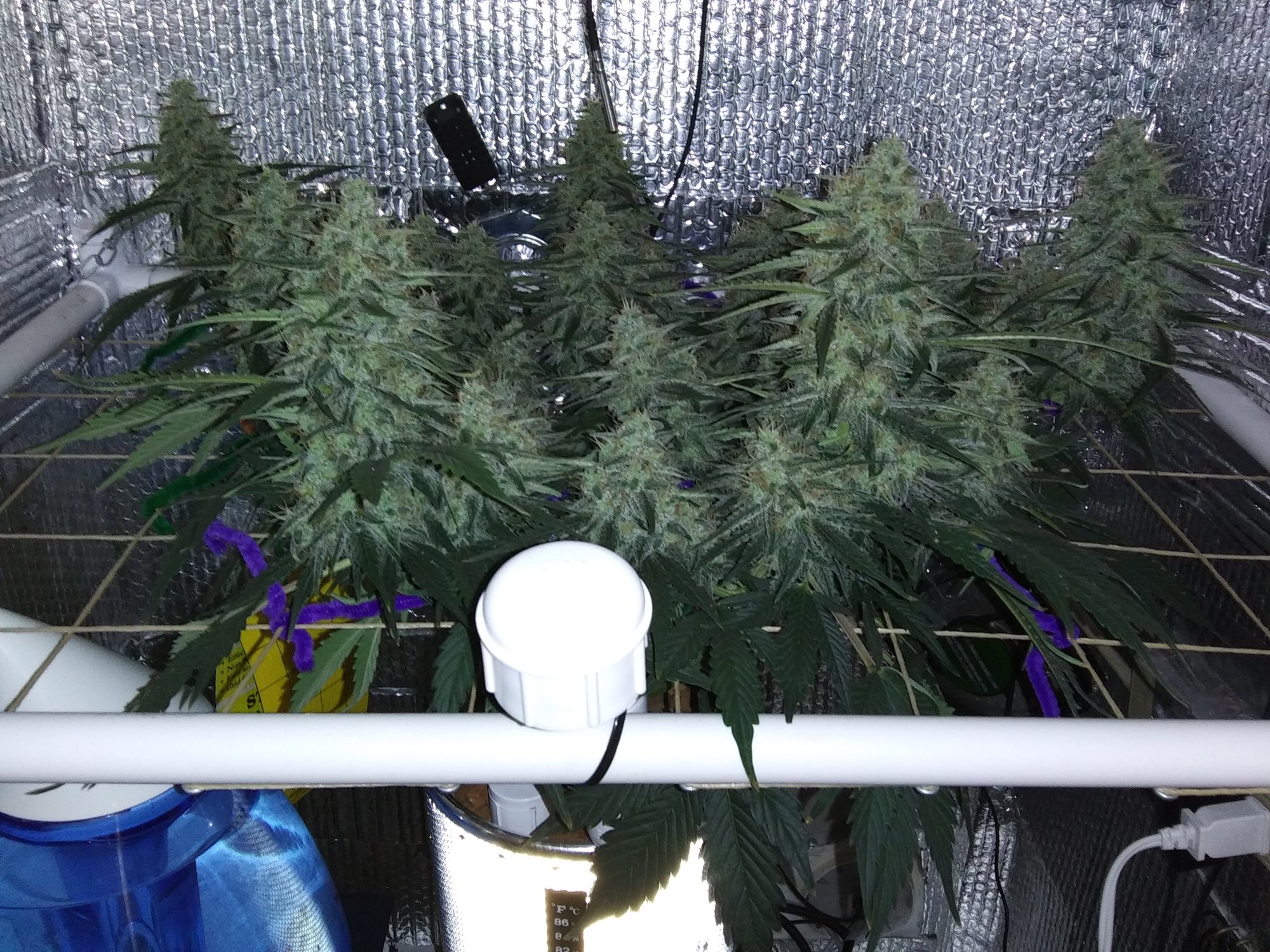 White Widow XXL 5-20-20 Day 64 (13).jpg