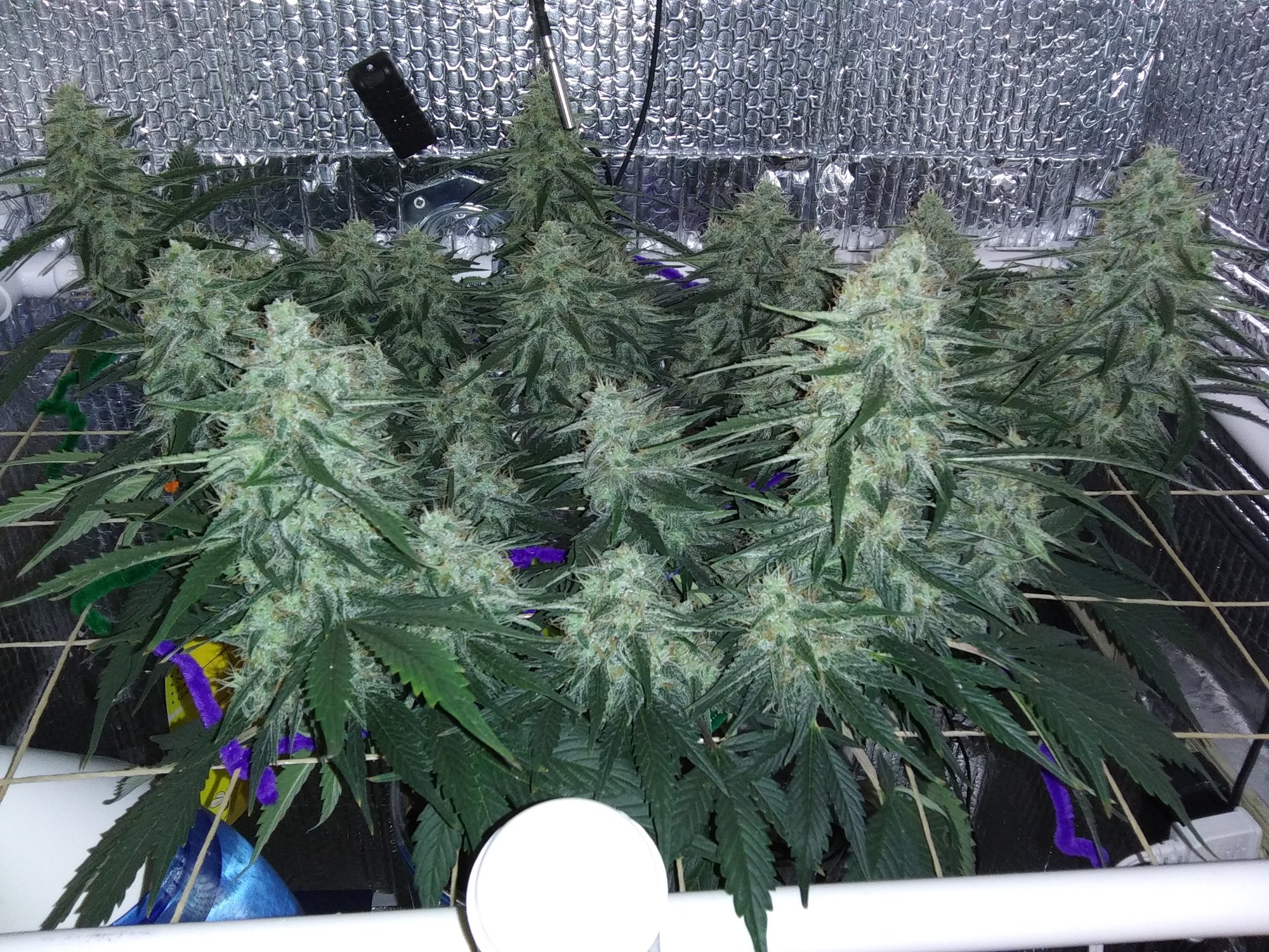 White Widow XXL 5-20-20 Day 64 (9).jpg