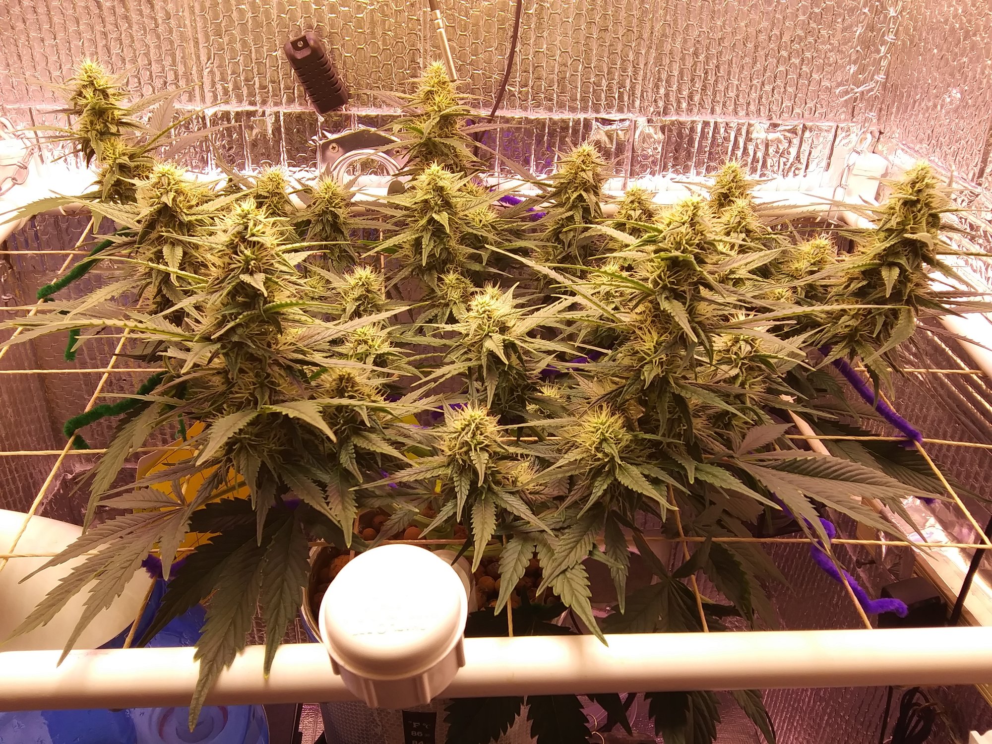 White Widow XXL 5-9-20 Day 53 (1).jpg