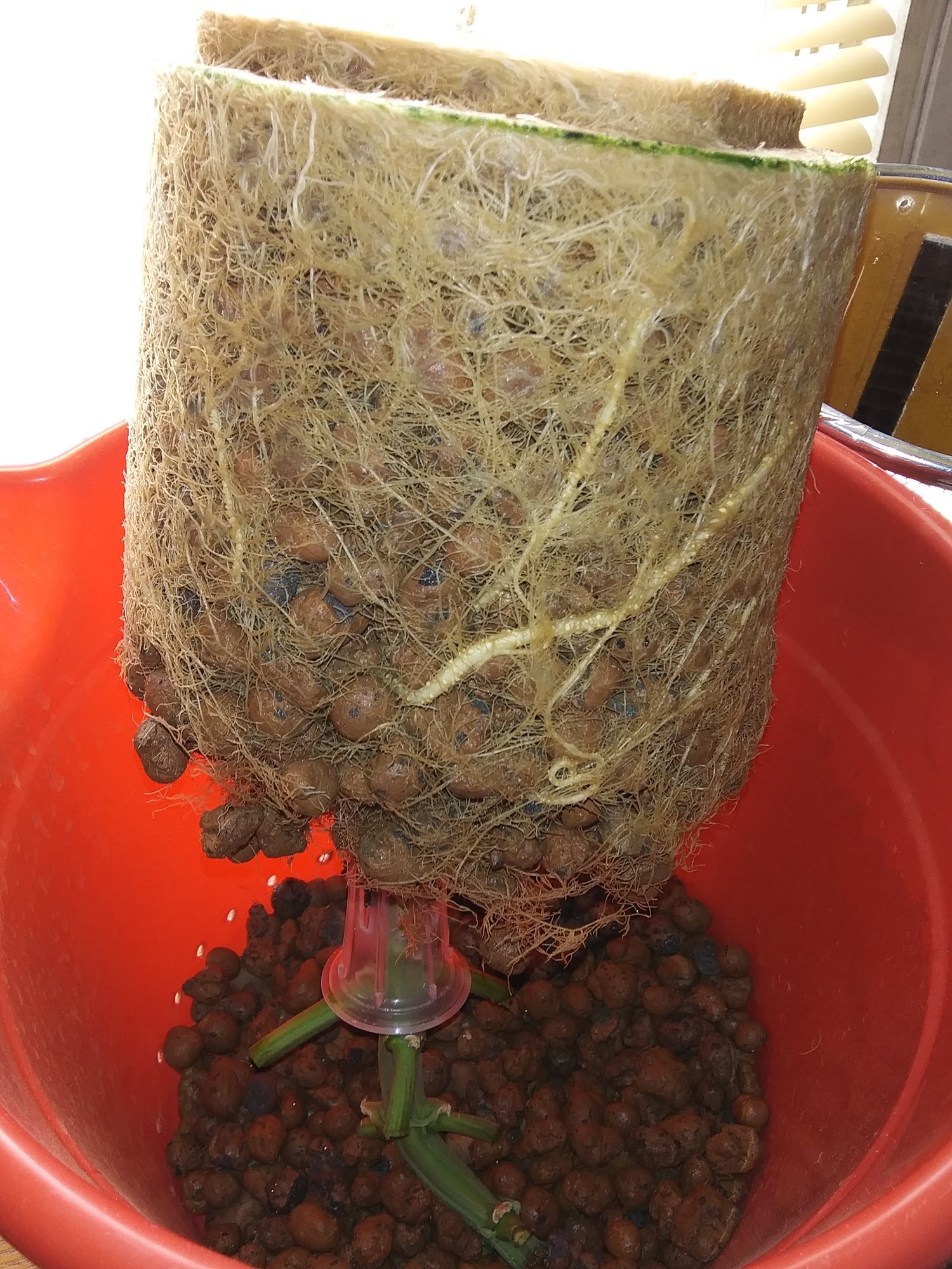 White Widow XXL Roots 5-23-20  (2).jpg