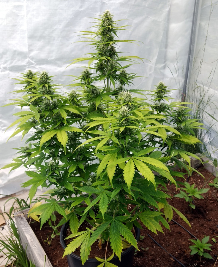 White widow1 pic1 -6-15-2020.jpg