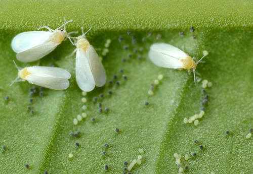 Whitefly500x345.jpg