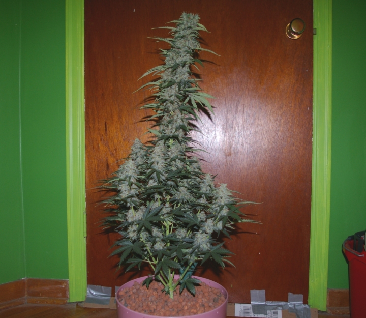 WhiteWidow_PlantA_75Days_small.jpg